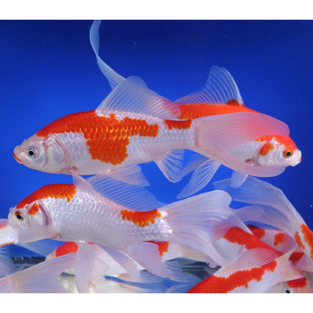 Sarasa Comet 6-7" - Image 4