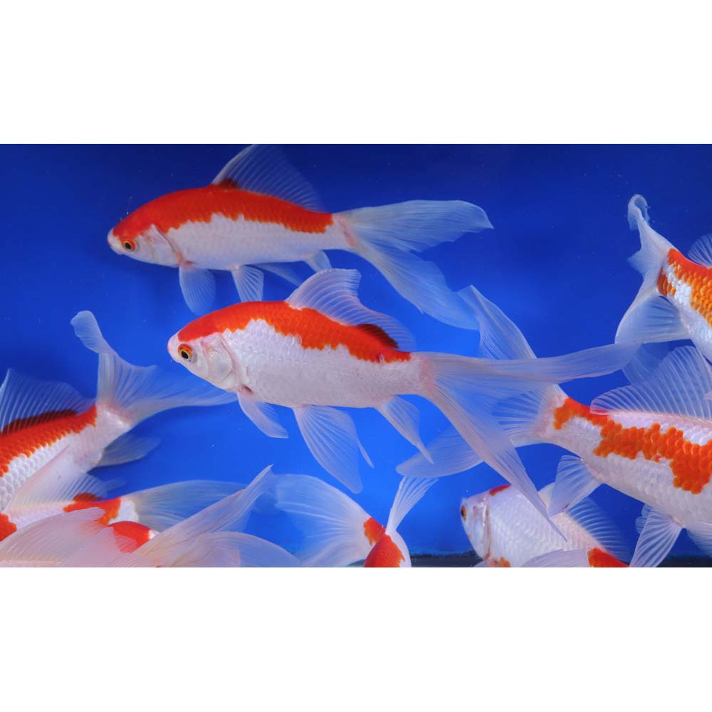 Sarasa Comet 6-7" - Image 5