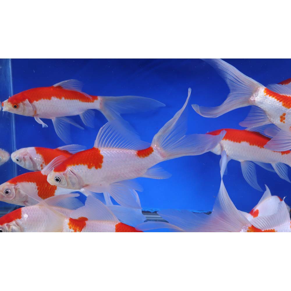 Sarasa Comet 6-7" - Image 6