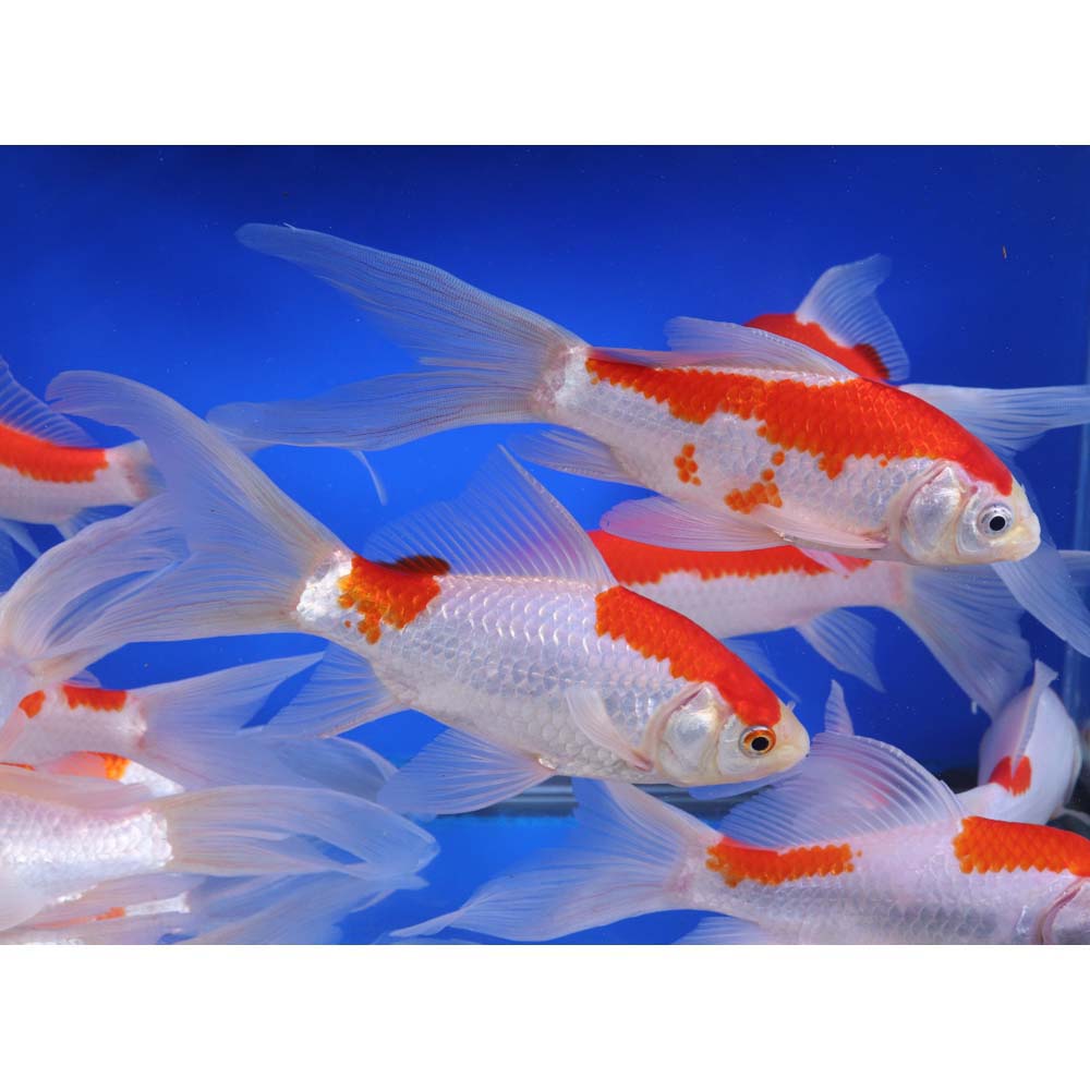 Sarasa Comet 6-7" - Image 7