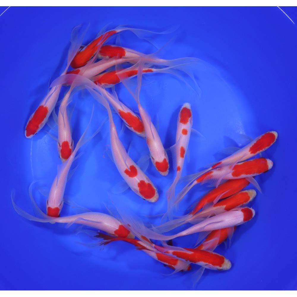 Alternative view of Premium Longtail Red Comet 6-7"