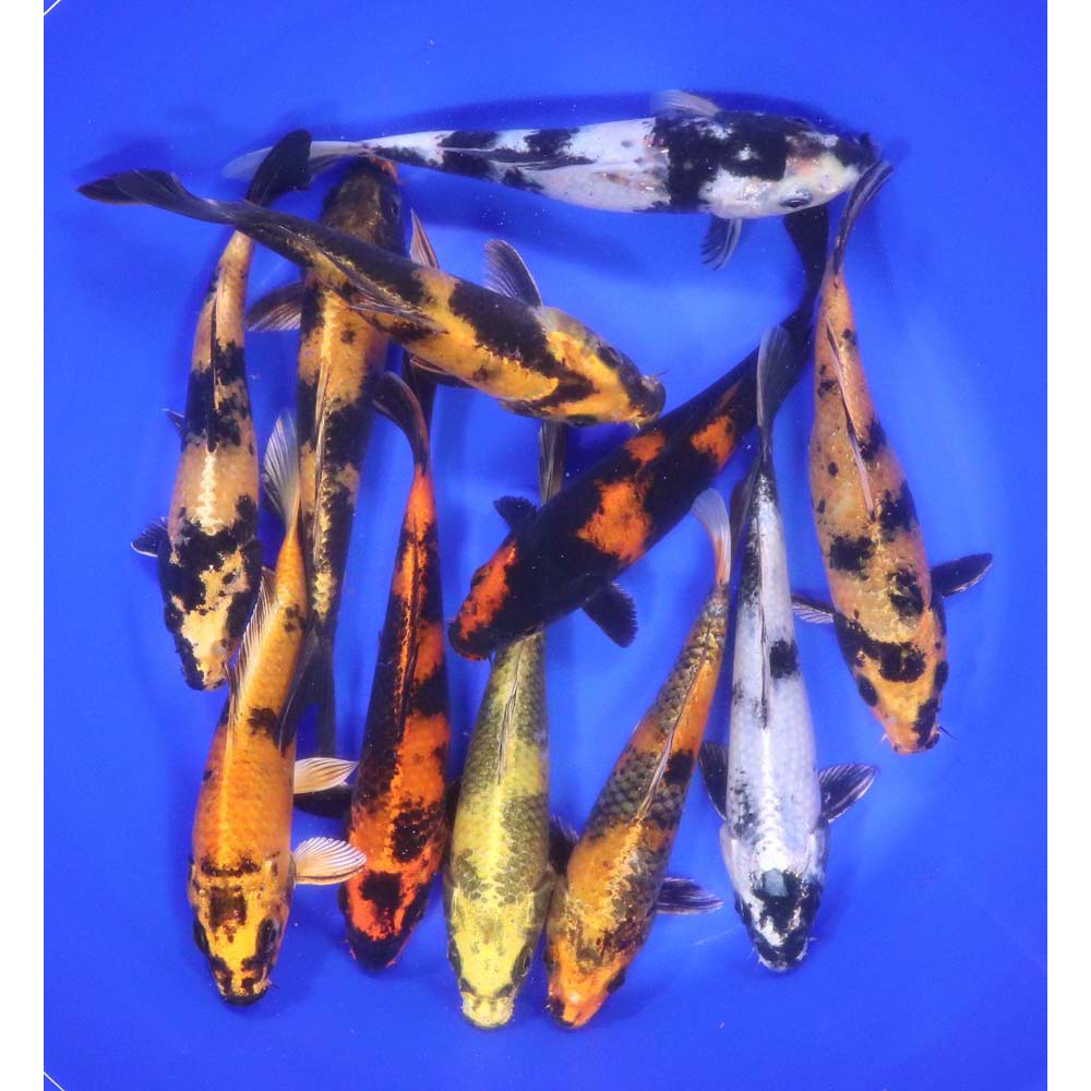 Utsuri Koi Mix 6-7"