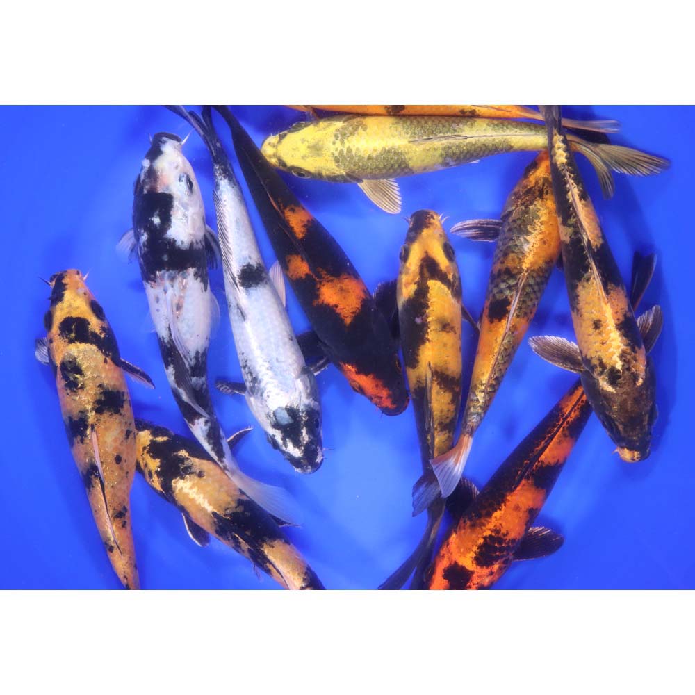 Alternative view of Utsuri Koi Mix 6-7"