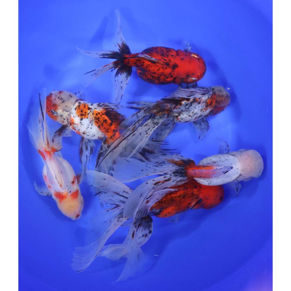 Calico Oranda Goldfish Super Jumbo