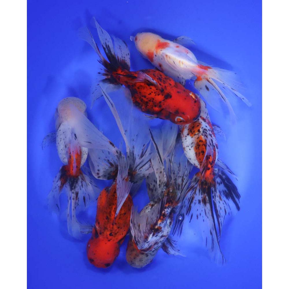 Alternative view of Calico Oranda Goldfish Super Jumbo