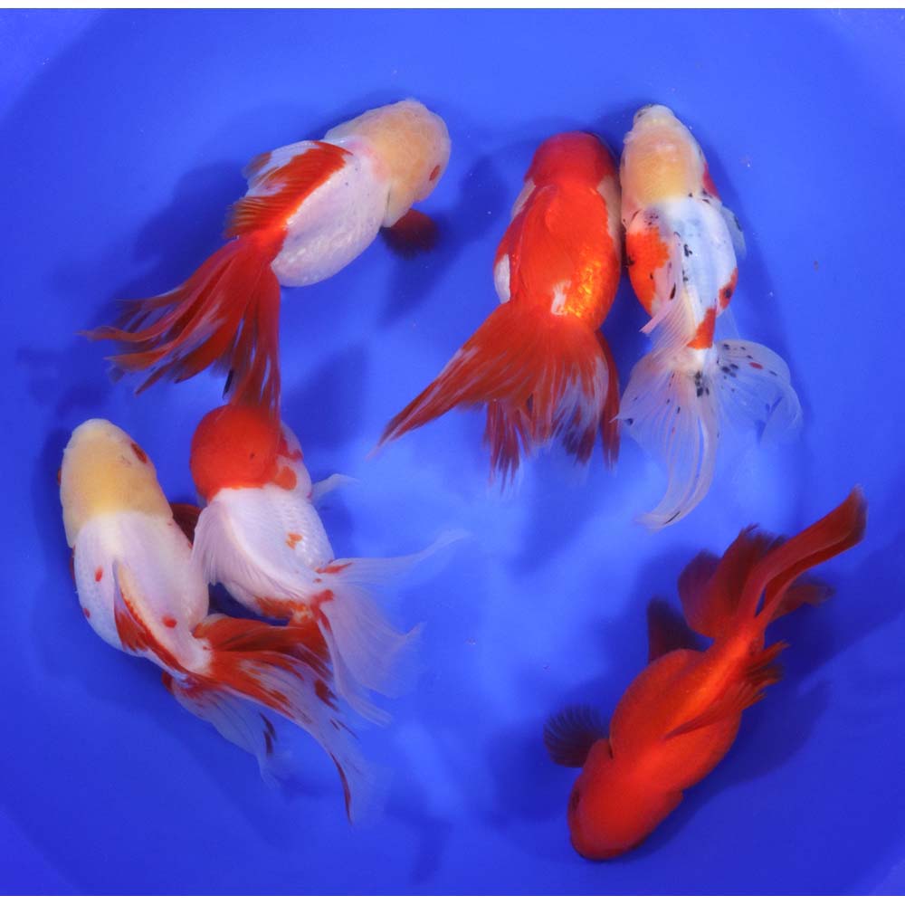 Alternative view of Mixed Premium Oranda Goldfish Super Jumbo