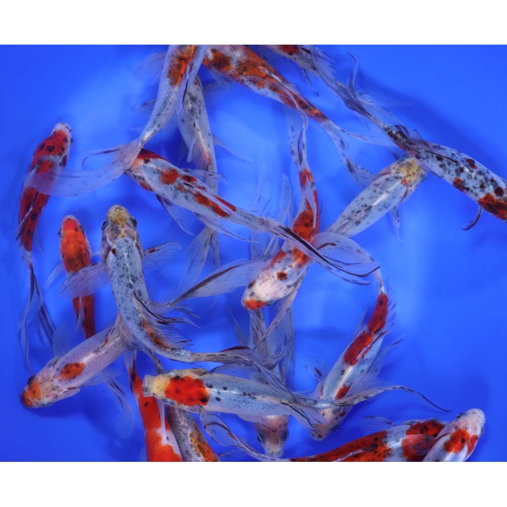 Alternative view of Premium Longtail Shubunkin 5-6"