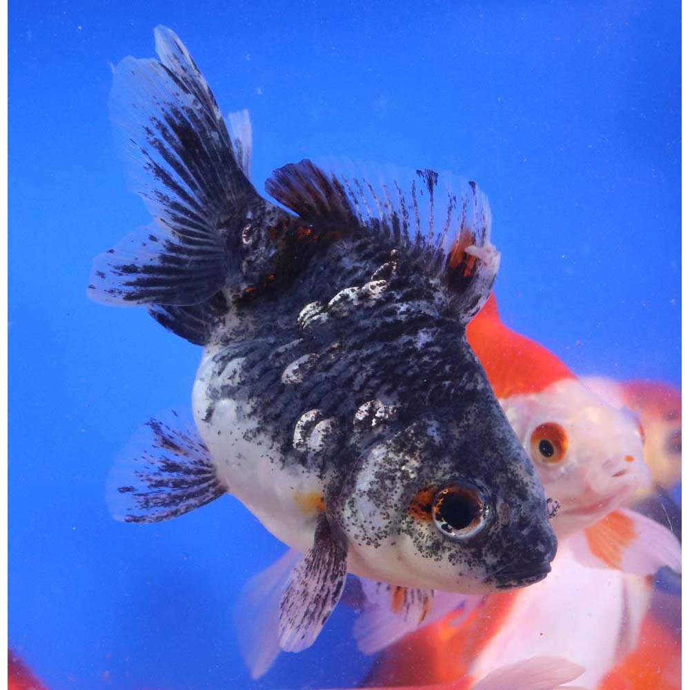 Alternative view of Mixed Ryukin Goldfish LG