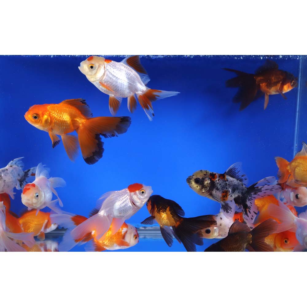 Alternative view of Mixed Oranda Goldfish LG