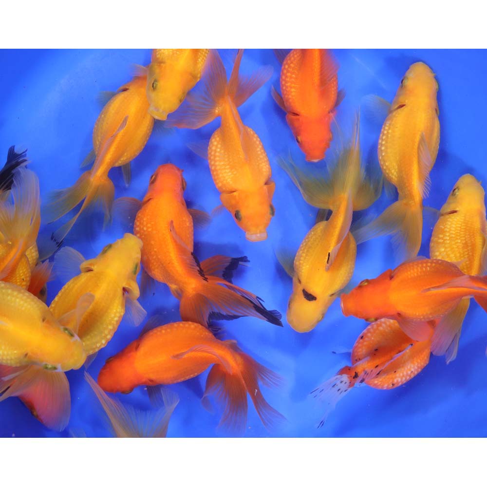 Alternative view of Mixed Pearlscale Goldfish XL