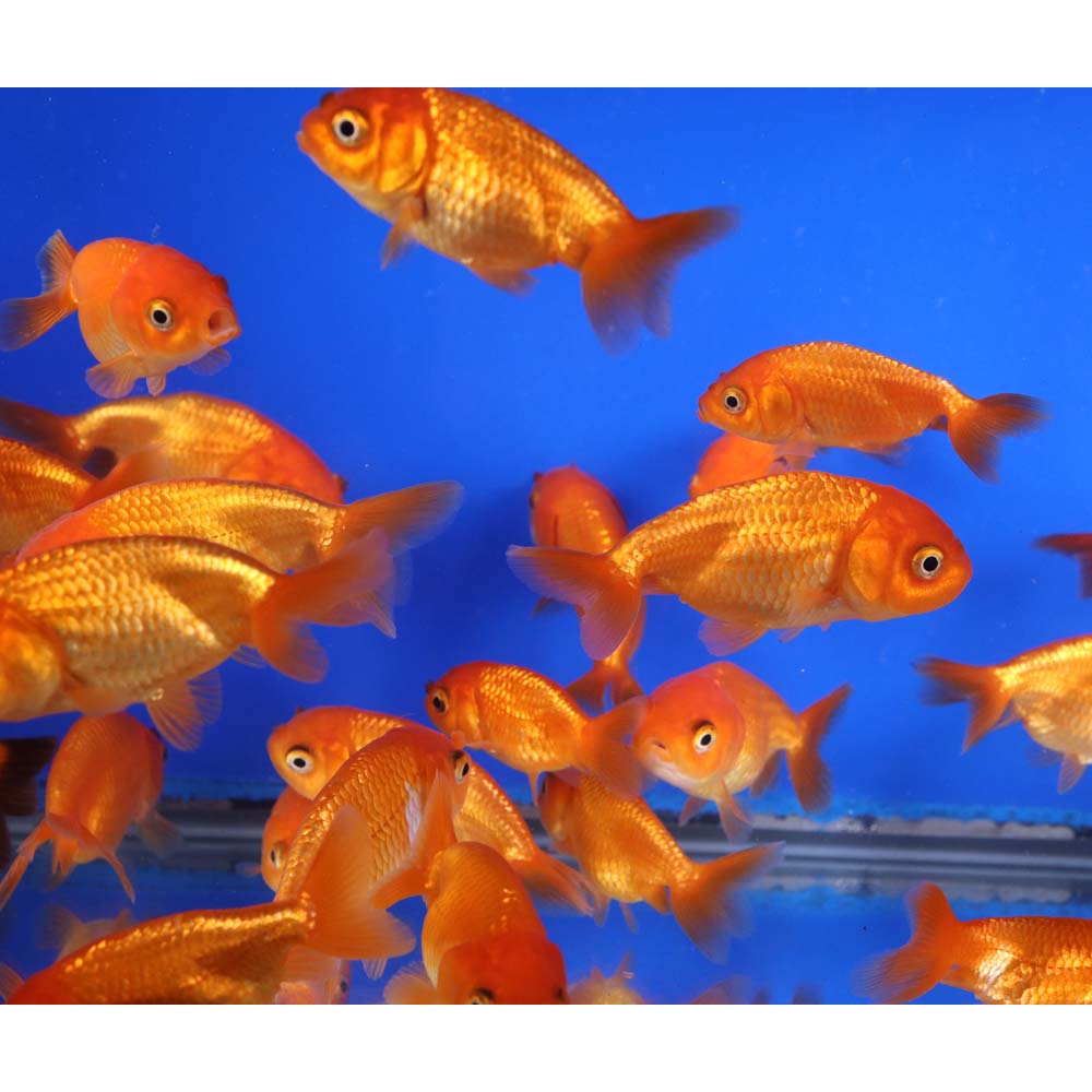Alternative view of Red Ranchu Goldfish SM