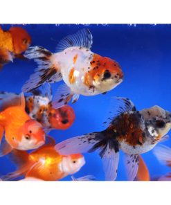 Mixed Premium Oranda Goldfish LG