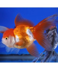 Alternative view of Mixed Premium Oranda Goldfish LG