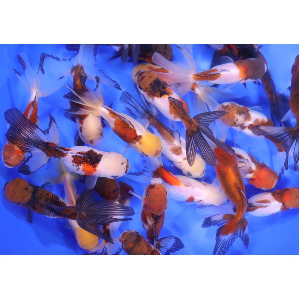 Alternative view of Tri Color/Panda Oranda Goldfish LG