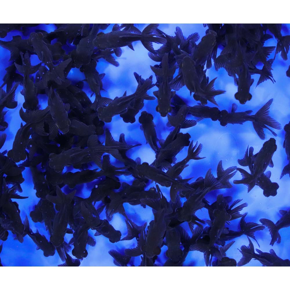 Alternative view of Black Moor Goldfish XS