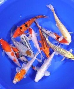 Alternative view of Standard Koi 7-8"