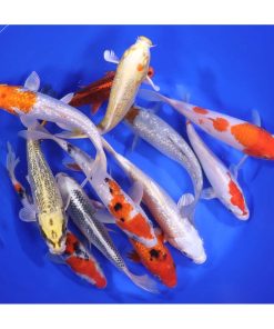 Standard Koi 7-8"
