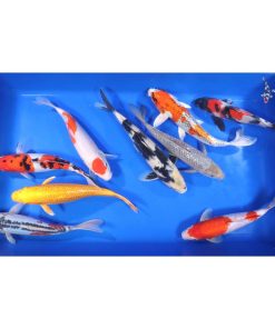 Premium Koi 10-12"