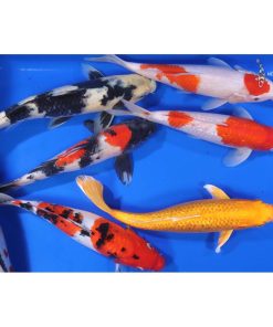 Alternative view of Premium Koi 10-12"