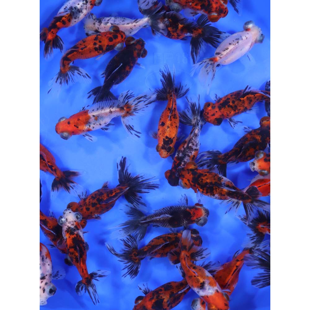 Alternative view of Calico Moor Goldfish MD