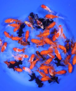 Mixed Premium Fantail Goldfish SM