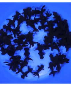 Black Moor Goldfish SM