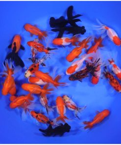 Mixed Premium Fantail Goldfish MD