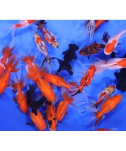 Alternative view of Mixed Premium Fantail Goldfish MD
