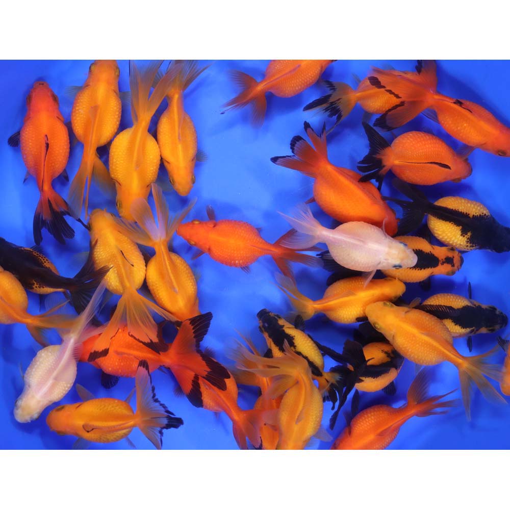 Alternative view of Mixed Pearlscale Goldfish MD