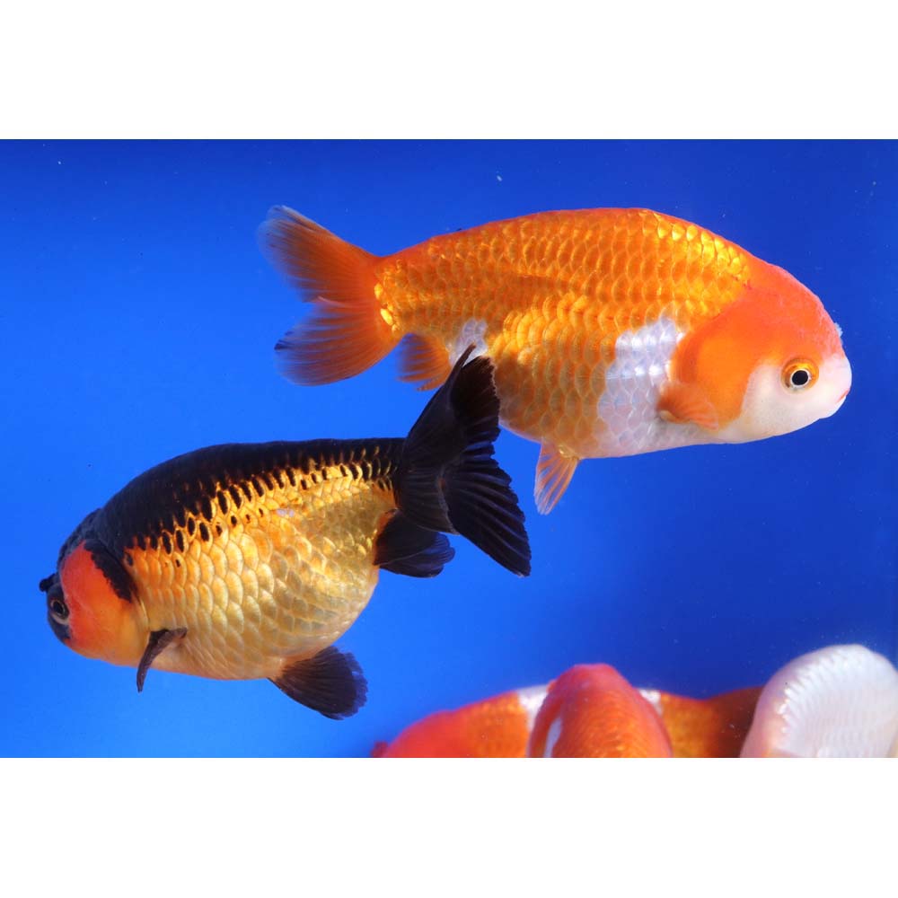 Alternative view of Mixed Ranchu Goldfish XL