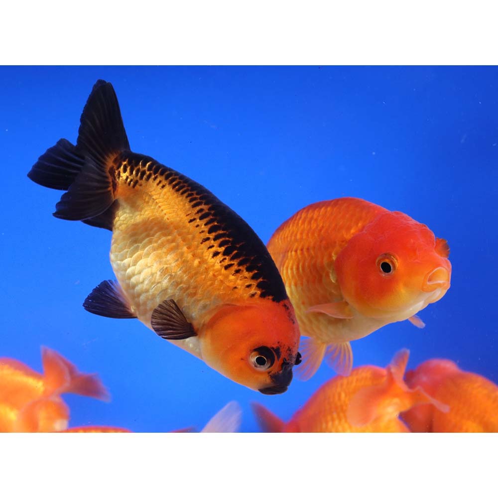 Alternative view of Mixed Ranchu Goldfish LG