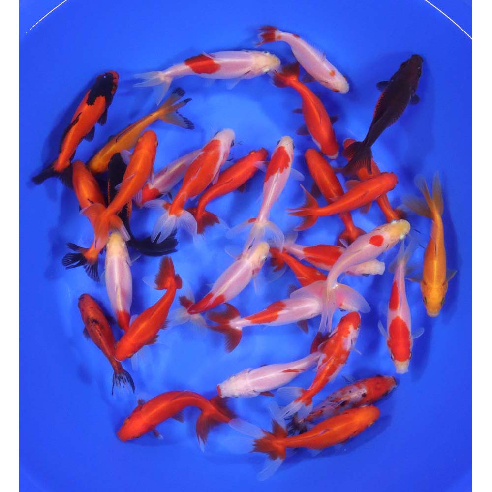 Alternative view of Wakin Goldfish Mixed LG