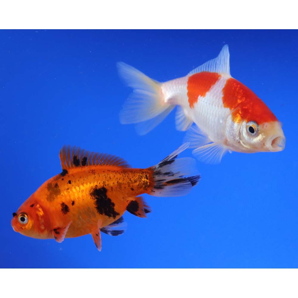 Wakin Goldfish Mixed LG - Image 6