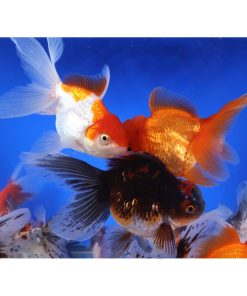 Mixed Premium Oranda Goldfish XL