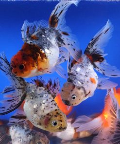 Alternative view of Mixed Premium Oranda Goldfish XL