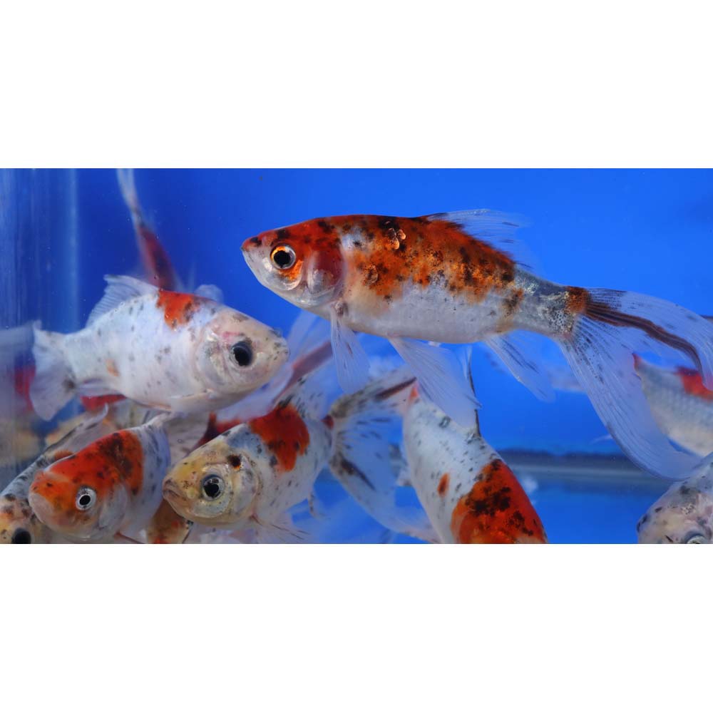 Alternative view of Bristol Shubunkin Goldfish 5-6"