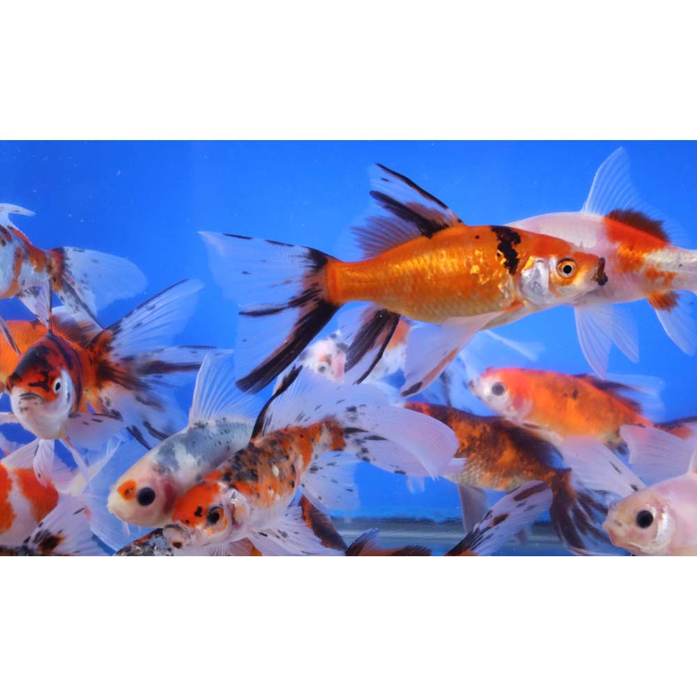 Alternative view of Bristol Shubunkin Goldfish 4-5"