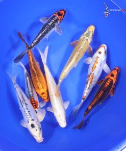 Alternative view of Skeleton Koi Mix 7-8"