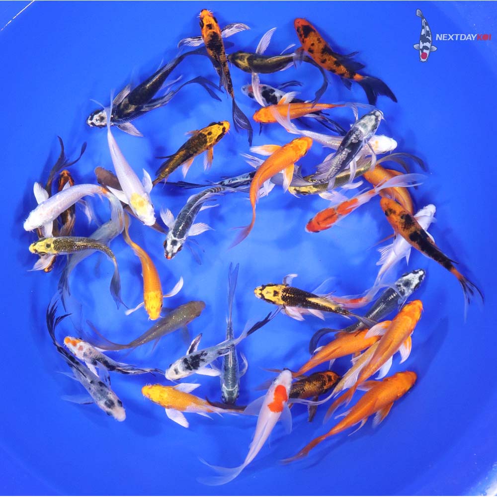 Alternative view of Standard Butterfly Koi 3-4"