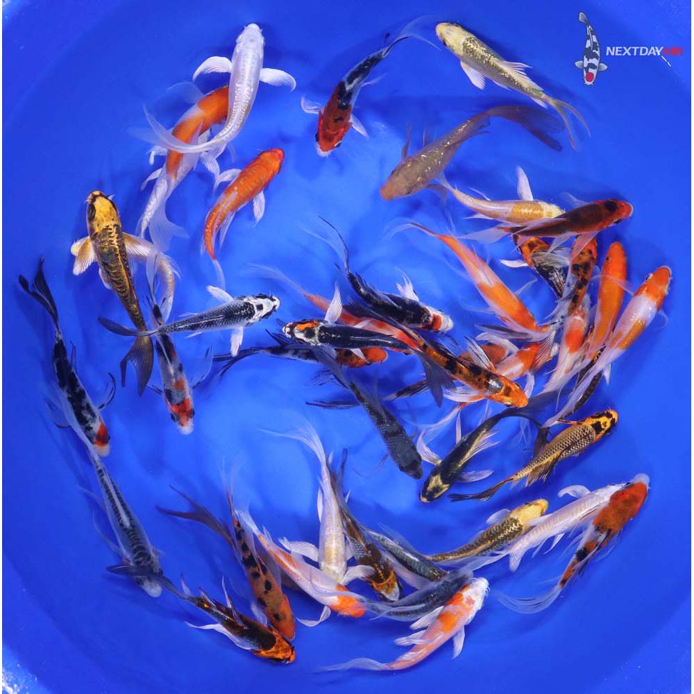 Alternative view of Premium Butterfly Koi 3-4"