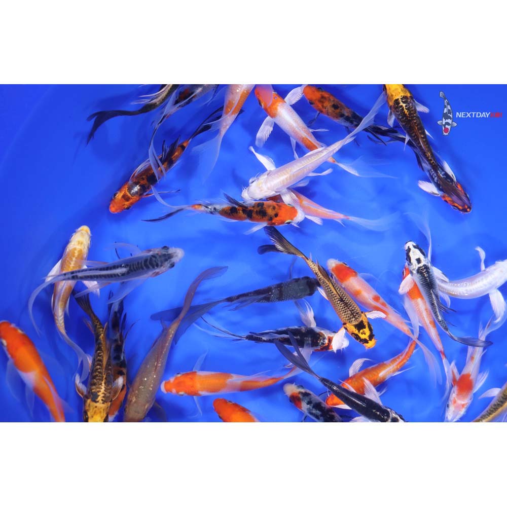 Premium Butterfly Koi 3-4" - Image 5