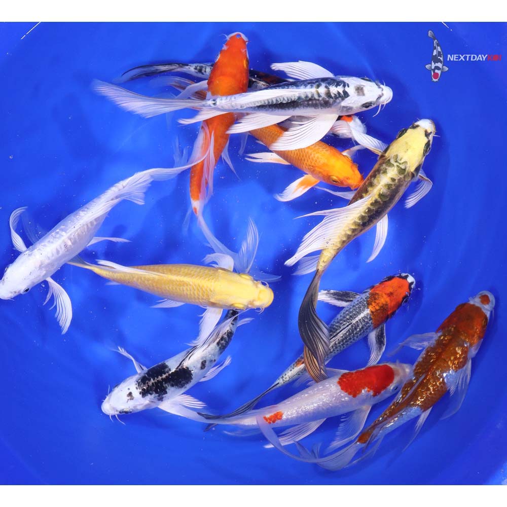 Premium Butterfly Koi 7-8" - Image 6