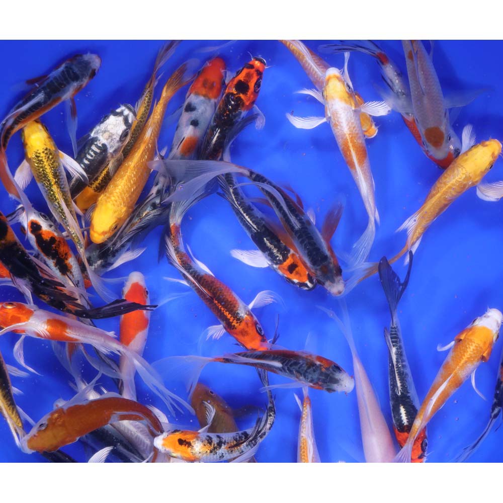 Alternative view of Premium Select Butterfly Koi 4-5"