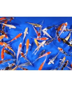 Alternative view of Premium Select Koi 5-6"