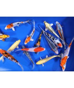 Premium Select Koi 7-8"