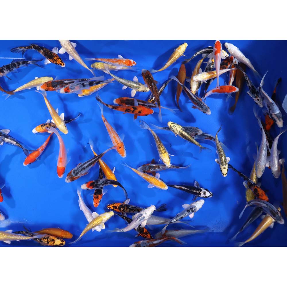 Alternative view of Premium Select Koi 4-5"