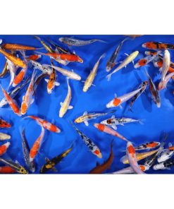 Premium Select Koi 5-6"