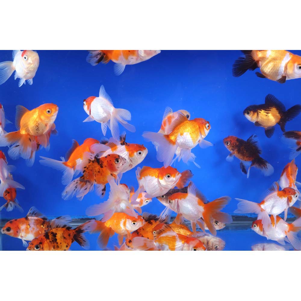 Mixed Oranda Goldfish SM