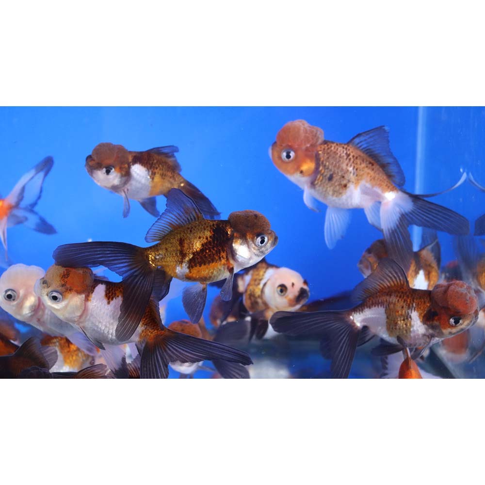Alternative view of Tri Color/Panda Oranda Goldfish MD
