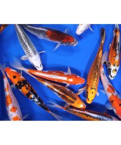 Premium Select Koi 8-10"